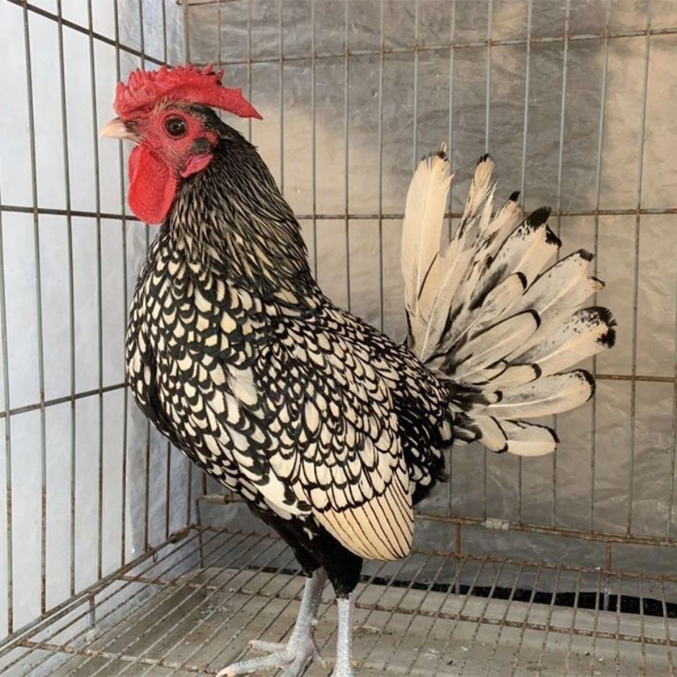 进口宠物小体网红波兰鸡 黑白花颜色 红花颜色 成年种鸡体重一斤半