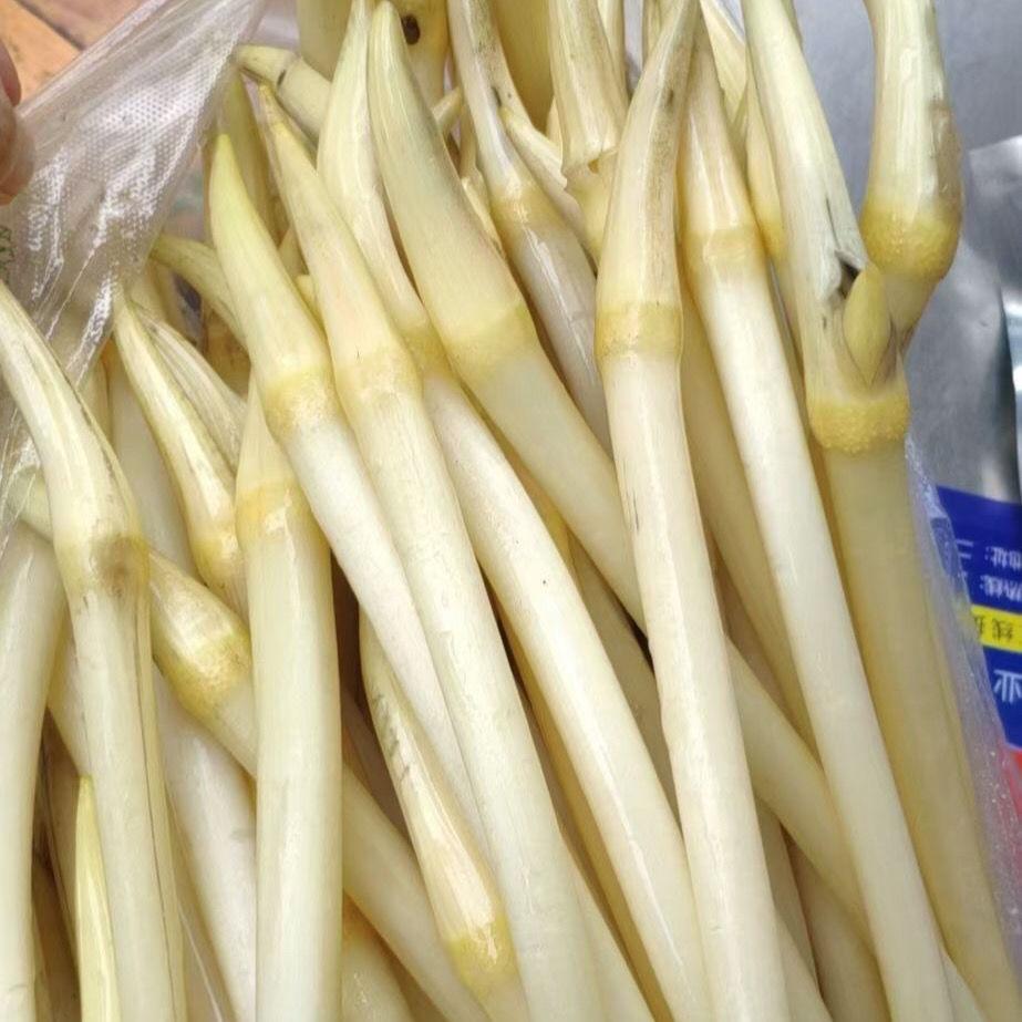 湖北特产洪湖新鲜藕带藕肠子藕尖莲藕梢子莲藕现摘蔬