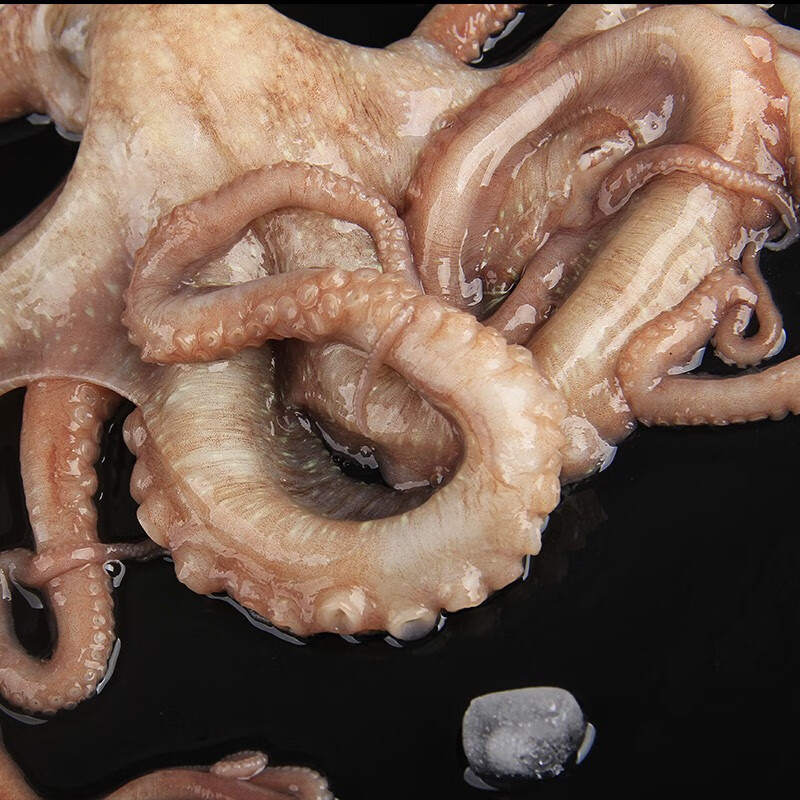 恬女神长腿八爪鱼15kg