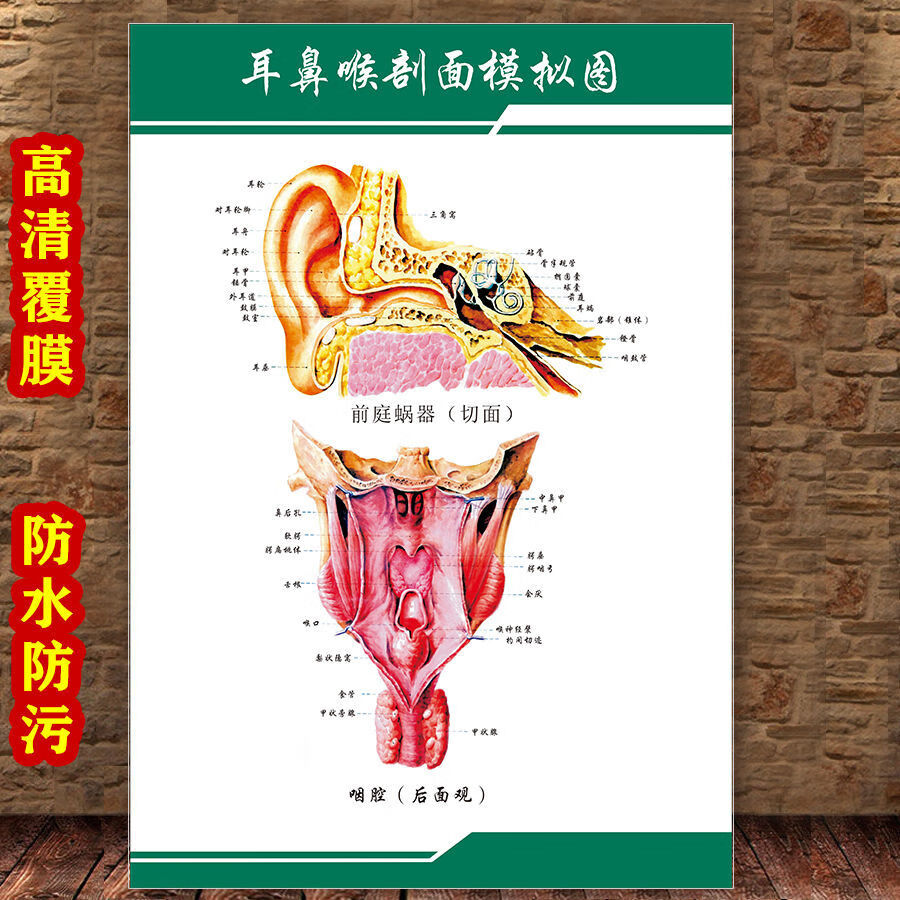 女性生殖圖人體內臟解剖系統示意圖醫學宣傳掛圖人體結構海報夢傾城yt