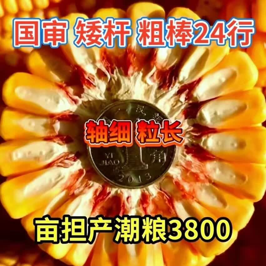 批发高产玉米种子双胞胎矮杆红轴大棒包谷抗虫南北方抗病抗涝苞米