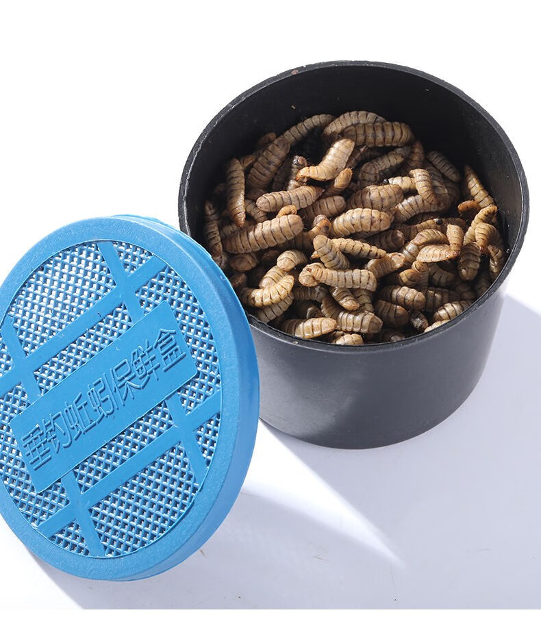 新款黑水虻幼虫活体鱼饵黄骨鱼鲫鱼鲶鱼鳊鱼鲤鱼活饵乌龟八哥饲料