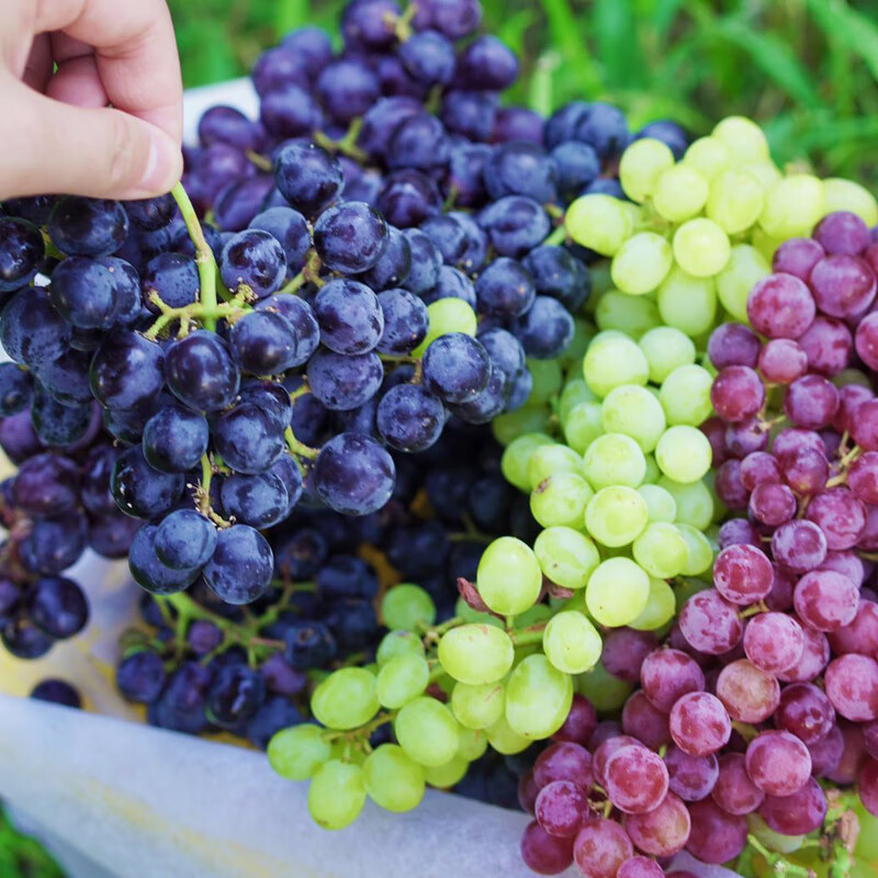 【jd顺丰空运】新疆新鲜无籽葡萄 水果无核红提青马奶提三色组合4斤装