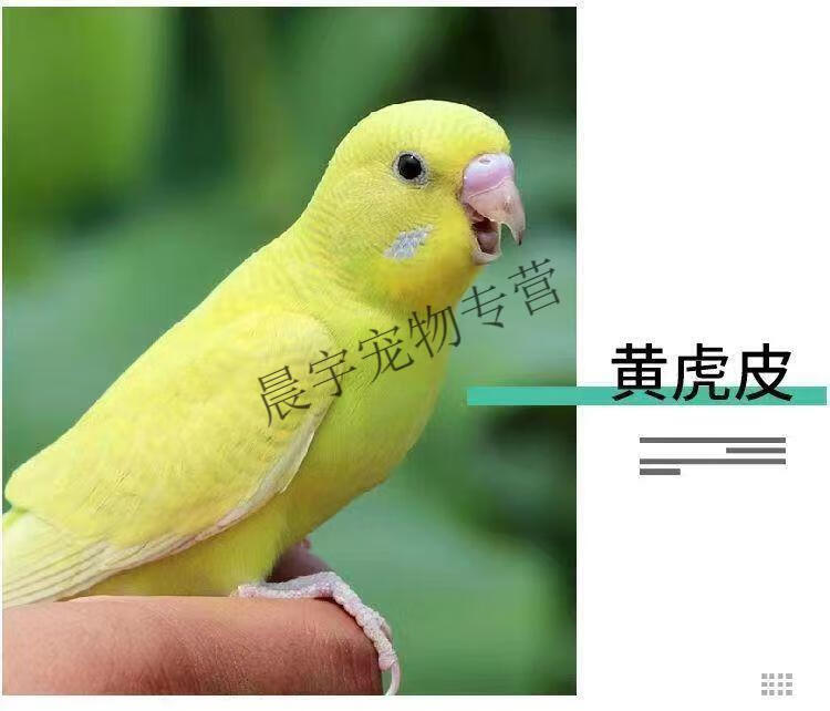 虎皮鸚鵡幼鳥活體多彩鸚鵡會說話鳥寵物家養公母一對繁殖 純手養黃