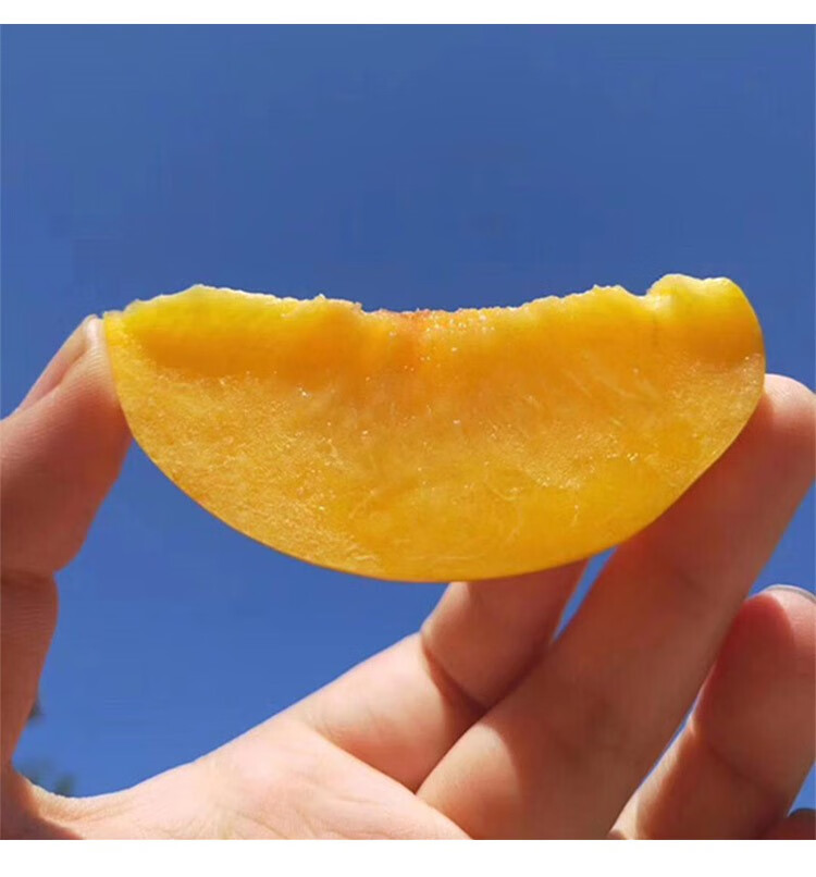 新鲜水果黄桃山东蒙阴特产金皇后黄金蜜桃当季现摘大果顺丰5斤装 5斤