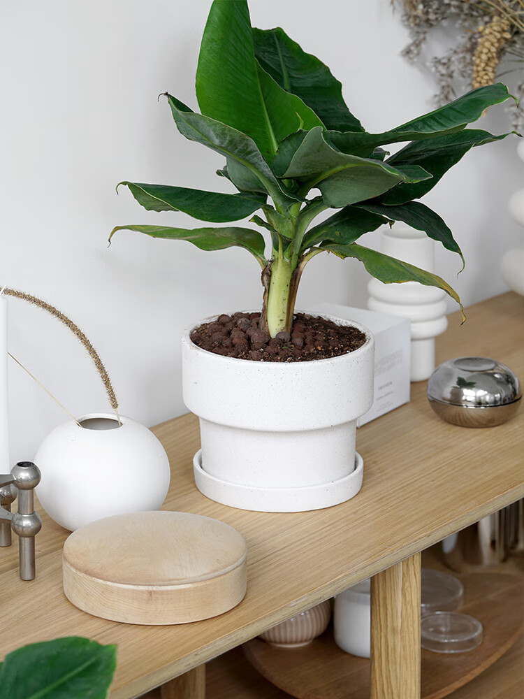 办公室室内水果植物香蕉树果树盆栽绿植 香蕉树 象牙白finch盆l【图片