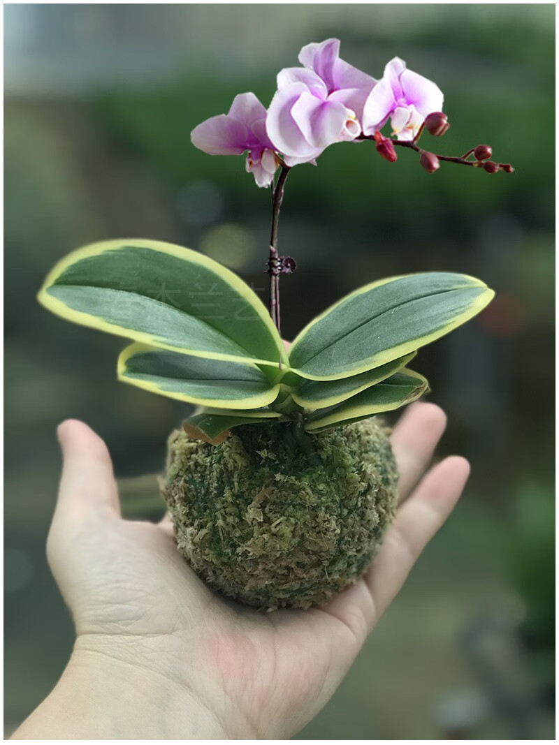 蝴蝶兰迷你金边兰花矮种金叶咖啡带花苞名贵盆栽花卉植物花苗兰草 黑