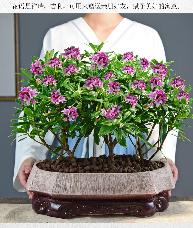 多瑙梦金边瑞香盆栽浓香型室内客厅办公室绿植盆景耐寒好养花卉阳台