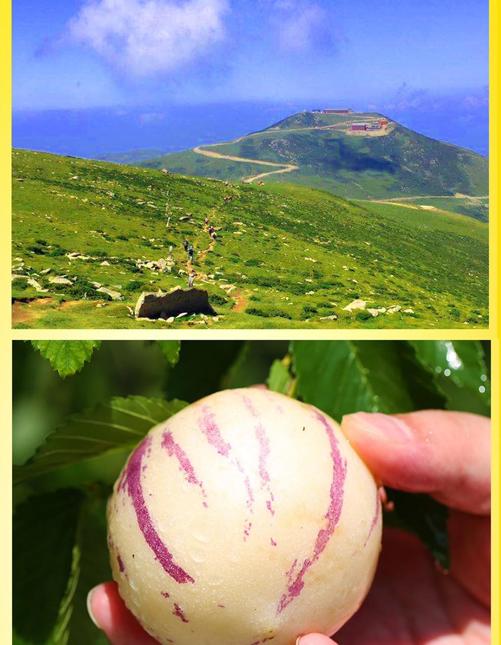 碧圣果 云南石林人参果圆果新鲜孕妇黄肉低糖水果人生果(券) 9斤(量贩