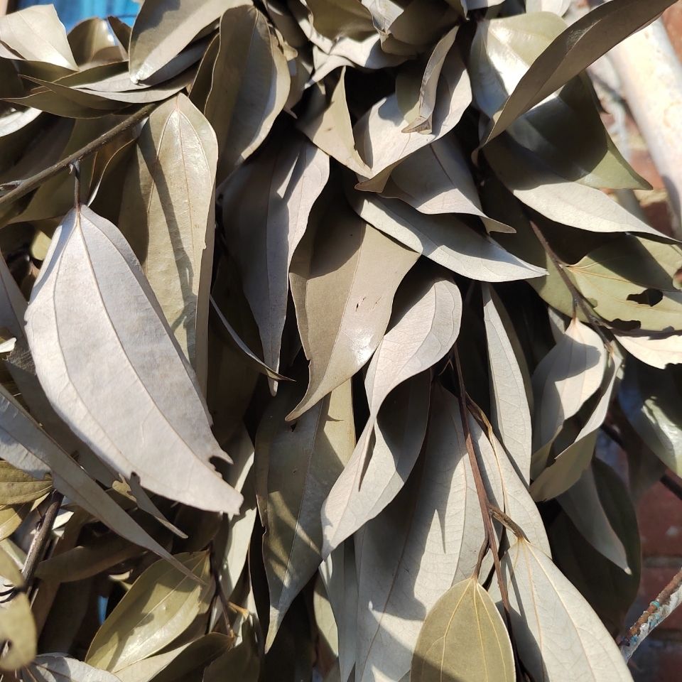 【京品严选】农家三十年老树自采福建南平特产香料桂