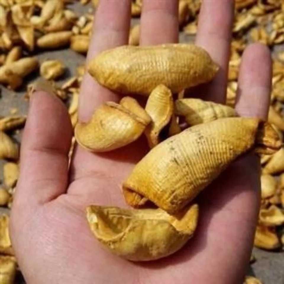 北京同仁堂原料精选中药 10-50-100克炒猪甲 猪脚甲另有炮猪蹄甲磨粉