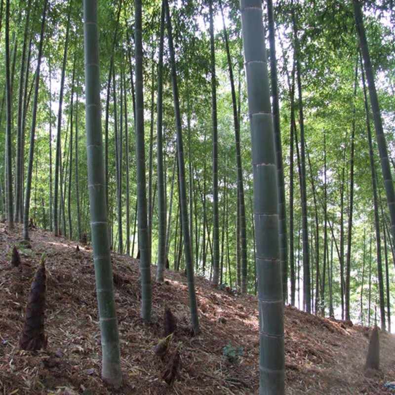 园艺 毛竹楠竹种根竹子行道树苗竹苗种植竹筒饭大竹 毛竹根5节 20cm