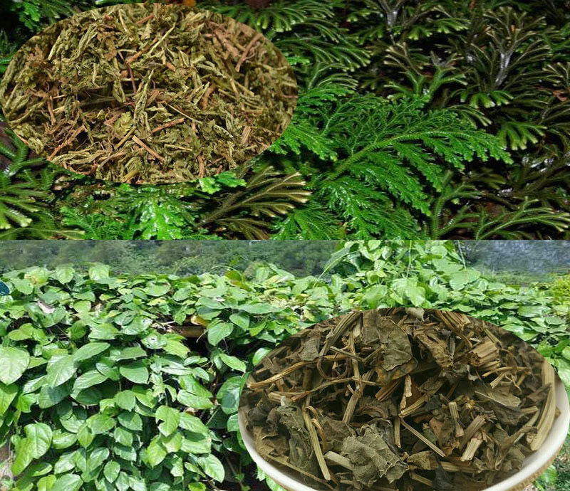 伟博中药材小三阳大三阳转阴谷丙转氨酶胆红素乙阴中草药10包10天量