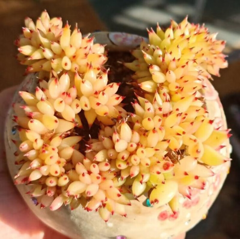 多肉植物虎鲸黄金玛利亚缀化易爆盆群生多头盆栽花卉绿植室内肉肉