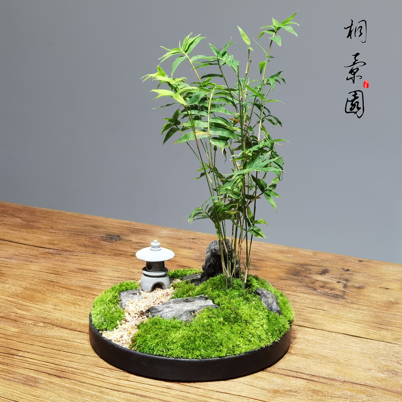枯山水文竹盆景日式禅意苔藓微景观盆栽书房客厅办公茶桌茶几绿植文竹