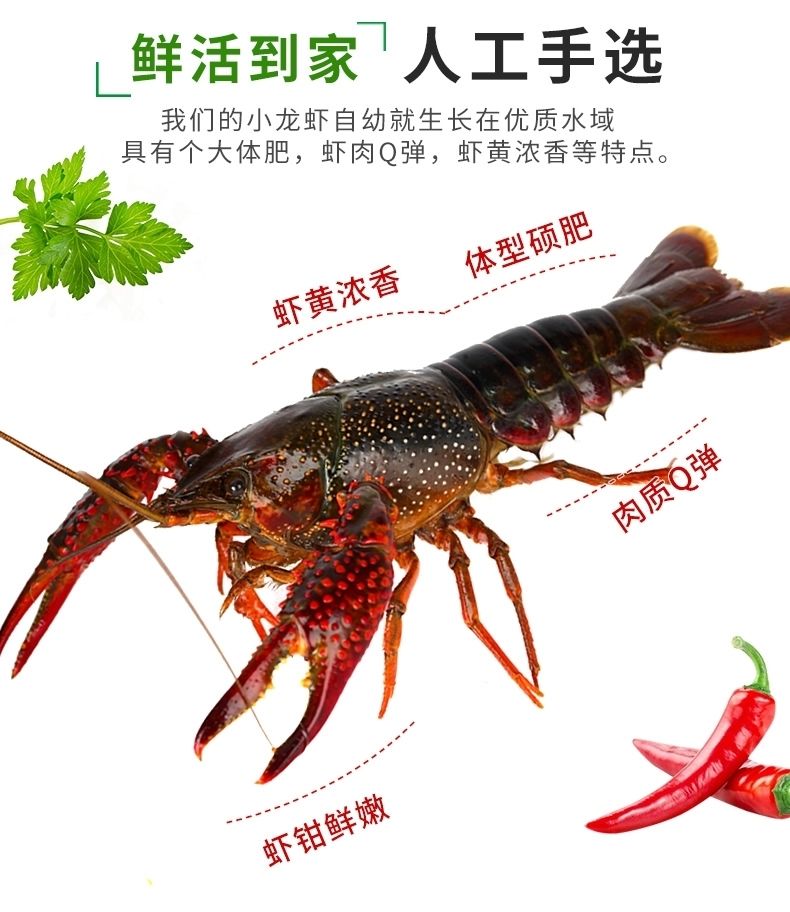 北京闪送小龙虾鲜活体28斤批发清水干净水产海鲜盱眙麻辣小龙虾中虾