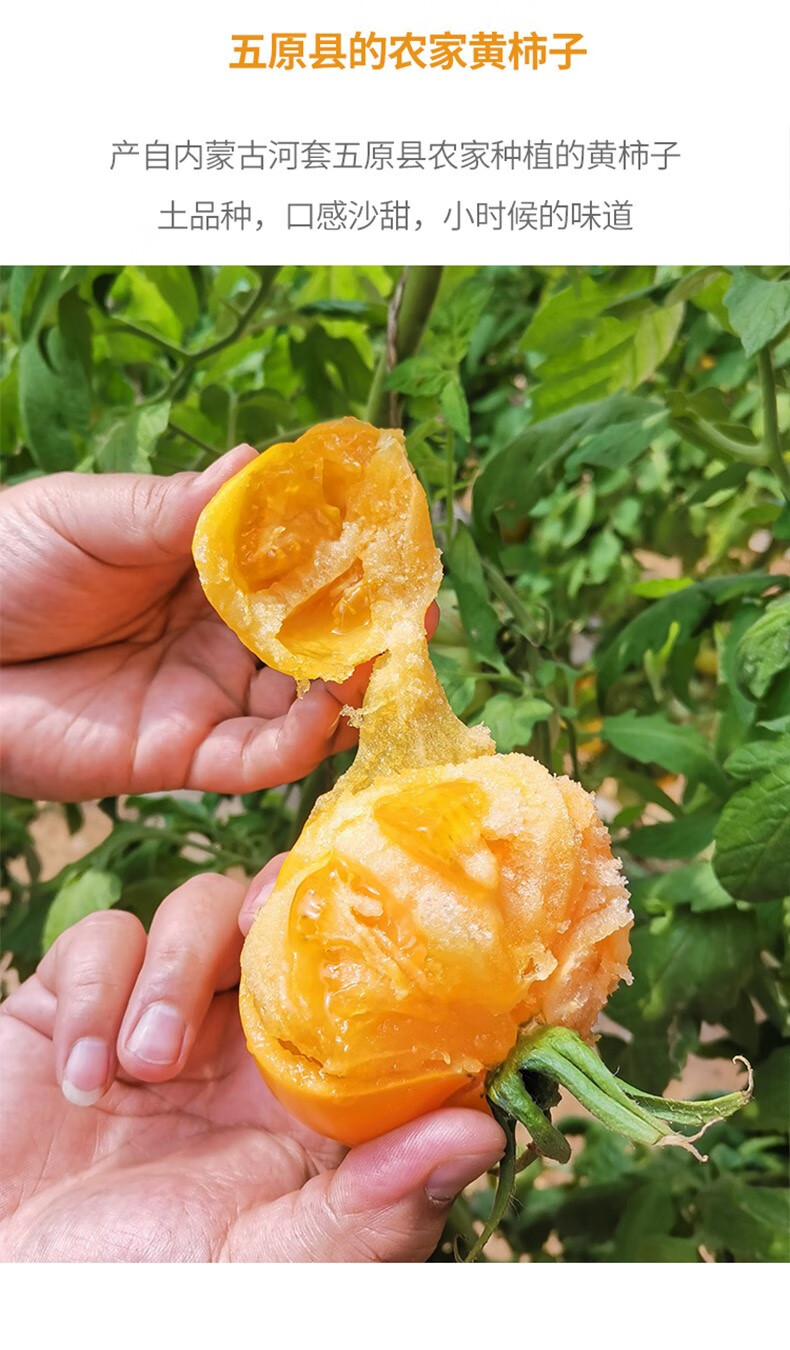 内蒙古五原新鲜黄柿子5斤应季水果自然熟黄色西红柿番茄蔬菜生吃 顺丰