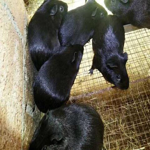 2022秘鲁巨型豚鼠繁殖荷兰猪宠物活体大型天竺鼠幼幼崽短毛 秘鲁巨型