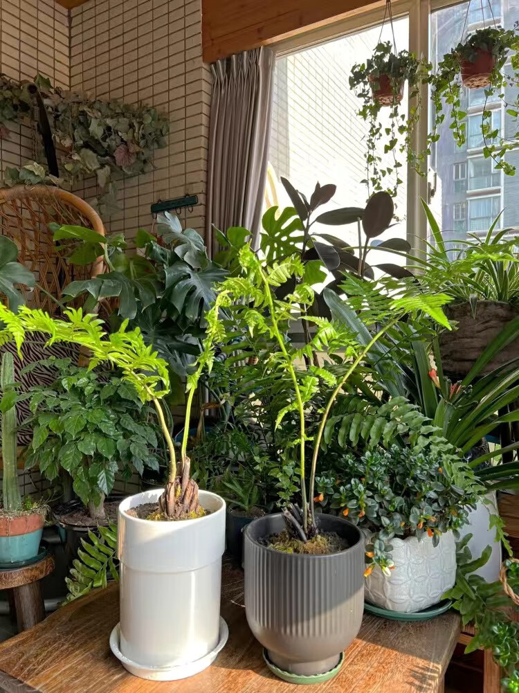 蕨类金毛猴蕨森系自然盆景禅意室内绿植金毛盆栽庭院茶室植物景观麦桑