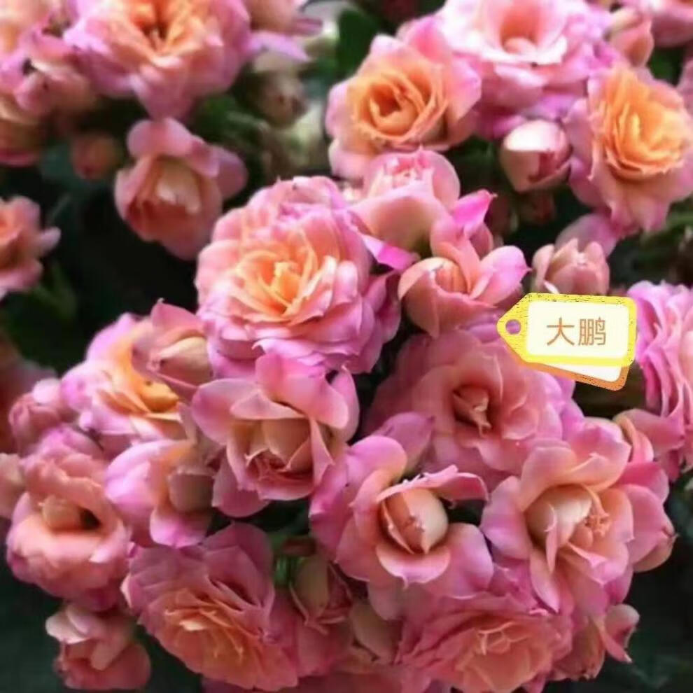 元井长寿花长寿花金狐狸盆栽重瓣新品客厅室内花卉凯特斯带盆栽好