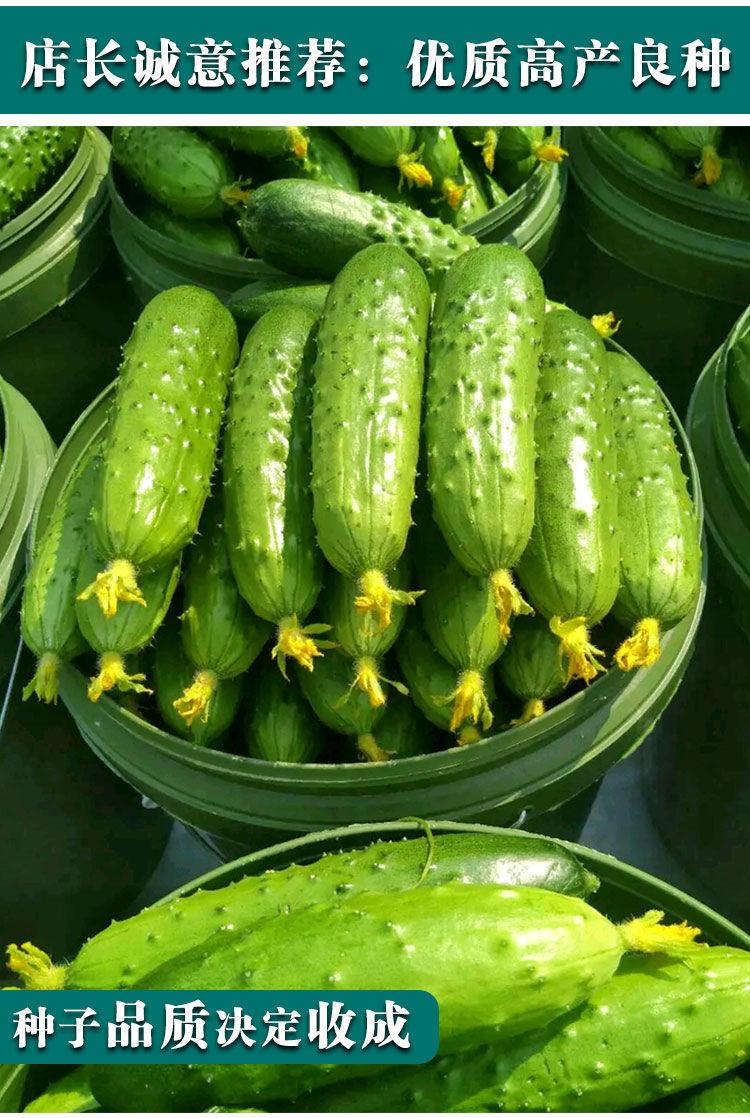 【精选】比梨甜水果黄瓜种子春秋旱黄瓜种籽四季播唐