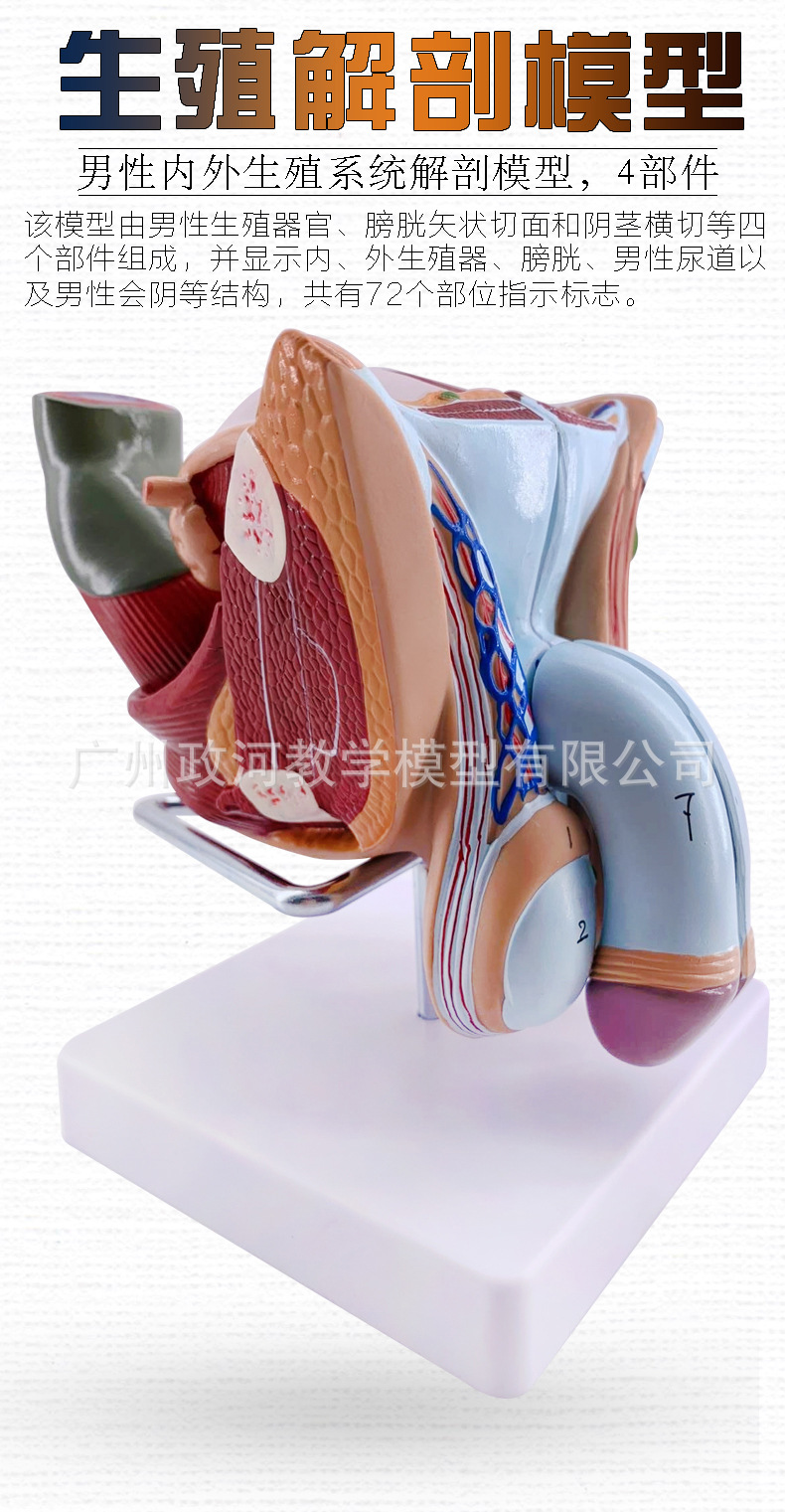 教學仿真男性生殖泌尿系統標本內外生殖模型睪丸解剖模型醫療教具