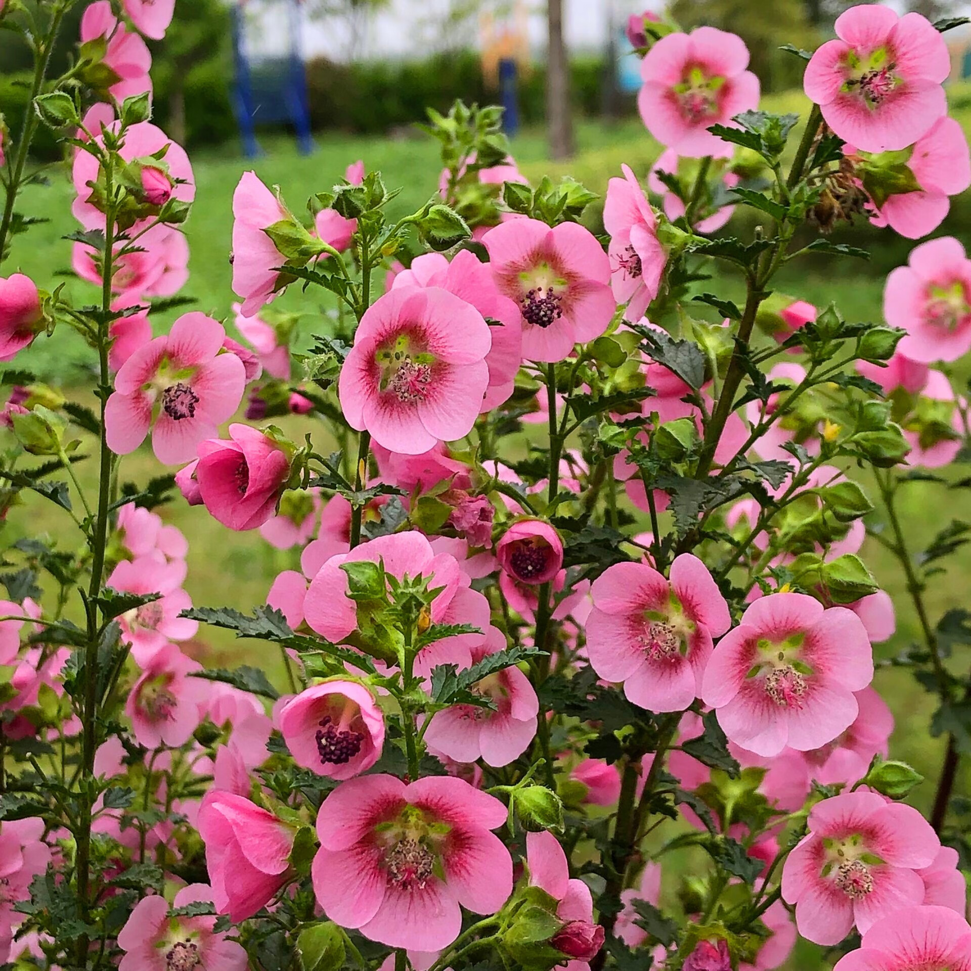 是否含花盆:不含盆适用空间:庭院品种:木槿类别:木本花卉开花季节