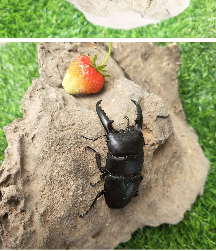 2021年新手入门甲虫昆虫宠物中华大扁锹甲成虫活体独角仙包活 【锹甲