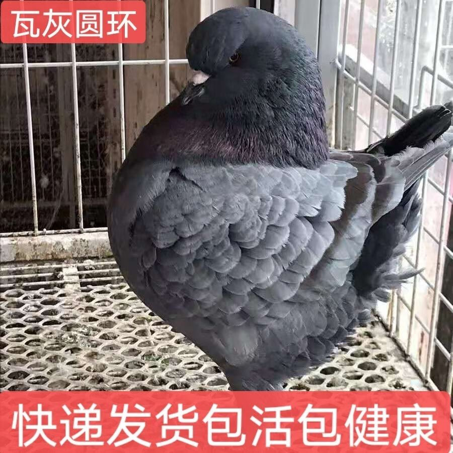 大体元宝鸽子圆环鸽子观赏鸽青年鸽幼鸽种鸽活物一对包活健康 黄圆环
