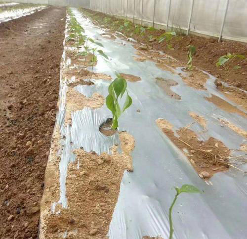 地膜农用银黑双色反光地膜加厚反光地膜覆盖除草宝石塑料薄膜驰爵chi