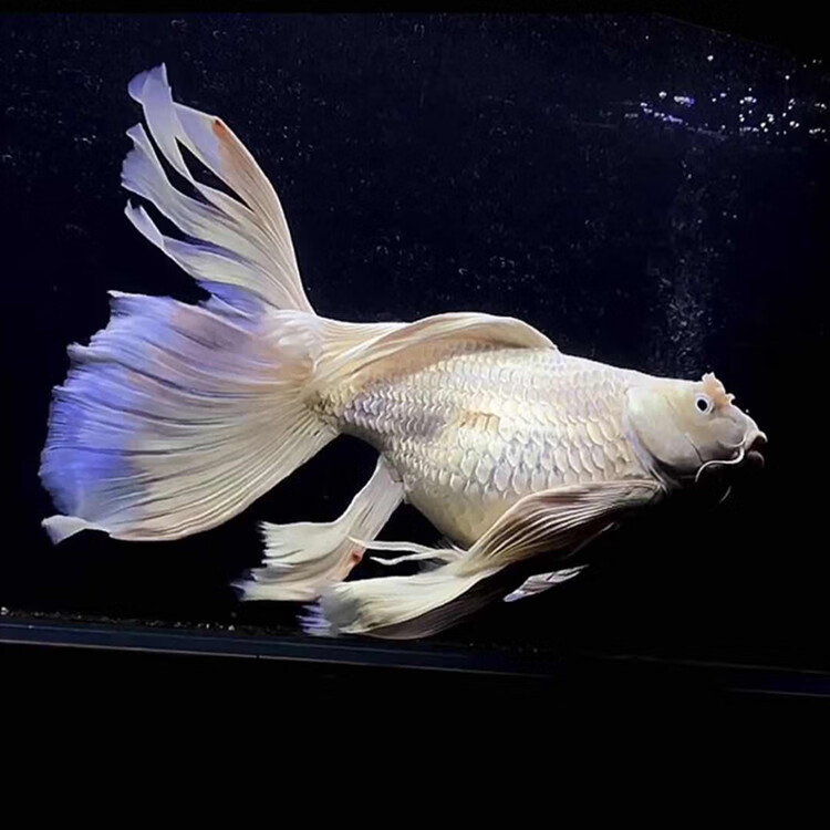 麦基乐球形蝴蝶鲤鱼球体短身鱼苗白金龙凤锦鲤活体观赏鱼金鱼贵妃鱼