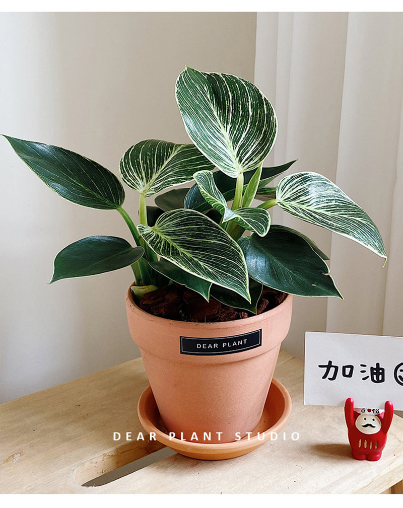 树上花开蔓绿绒铂金钻餐桌面办公室内盆栽北欧风懒人好养常绿 铂金钻