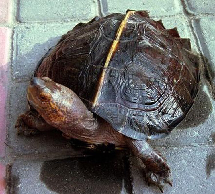 亚洲巨型龟亚巨乌龟观赏种龟苗草龟大型素食吃蔬菜水果半水龟宠物 5-6