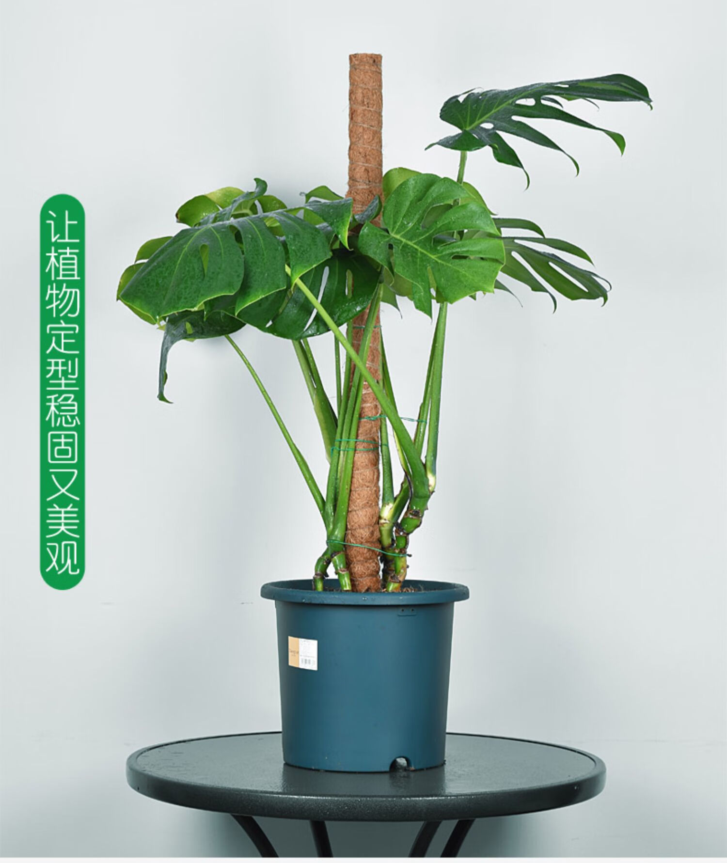 绿萝爬藤杆大叶龟背竹常春藤攀爬椰棕棒爬藤柱支撑棍撑杆固定架子园艺