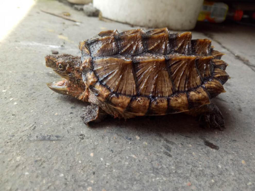 大鳄龟苗活体大乌龟小鳄龟活物钓鱼龟观赏龟宠物龟佛鳄暴刺大小杂