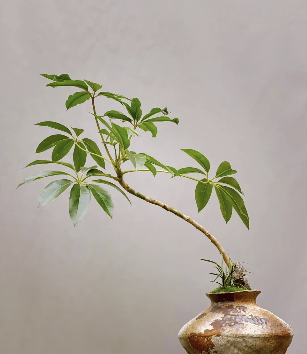 日本大叶伞保罗室内盆栽绿植物水培净化空气北欧风好养耐阴耐热 1.