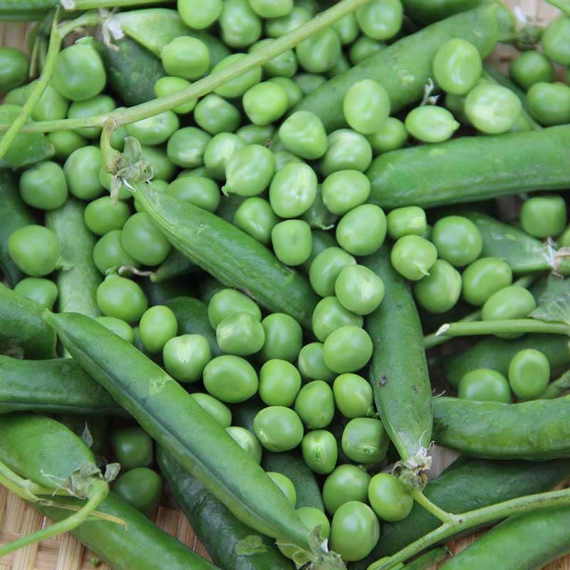 云南新鲜带壳甜豆 豌豆荚 青豆鲜 青豌豆 甜豌豆蔬菜 3斤甜豌豆(带壳