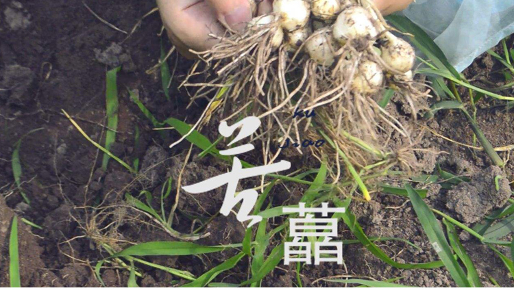 四川团葱新鲜苦藠头炖汤用藠头薤白小蒜苦茭小根葱中号2斤