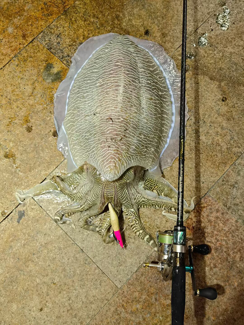 伊酷达(ecooda) eesq乌贼猎人船抛岸抛木虾杆鱿鱼竿近海船钓大尾鱿