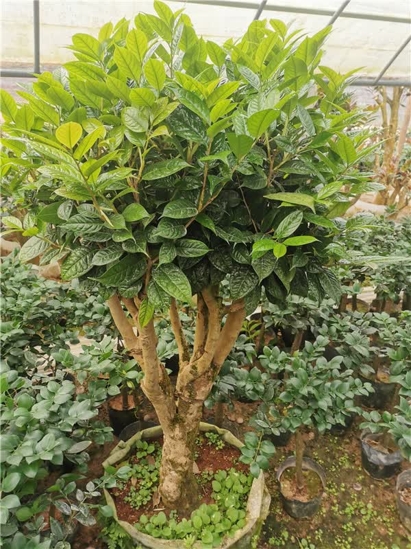 麦桑荷正宗防城金花茶毛瓣金花茶稀有名贵品种茶花盆栽树苗带花苞腊皮