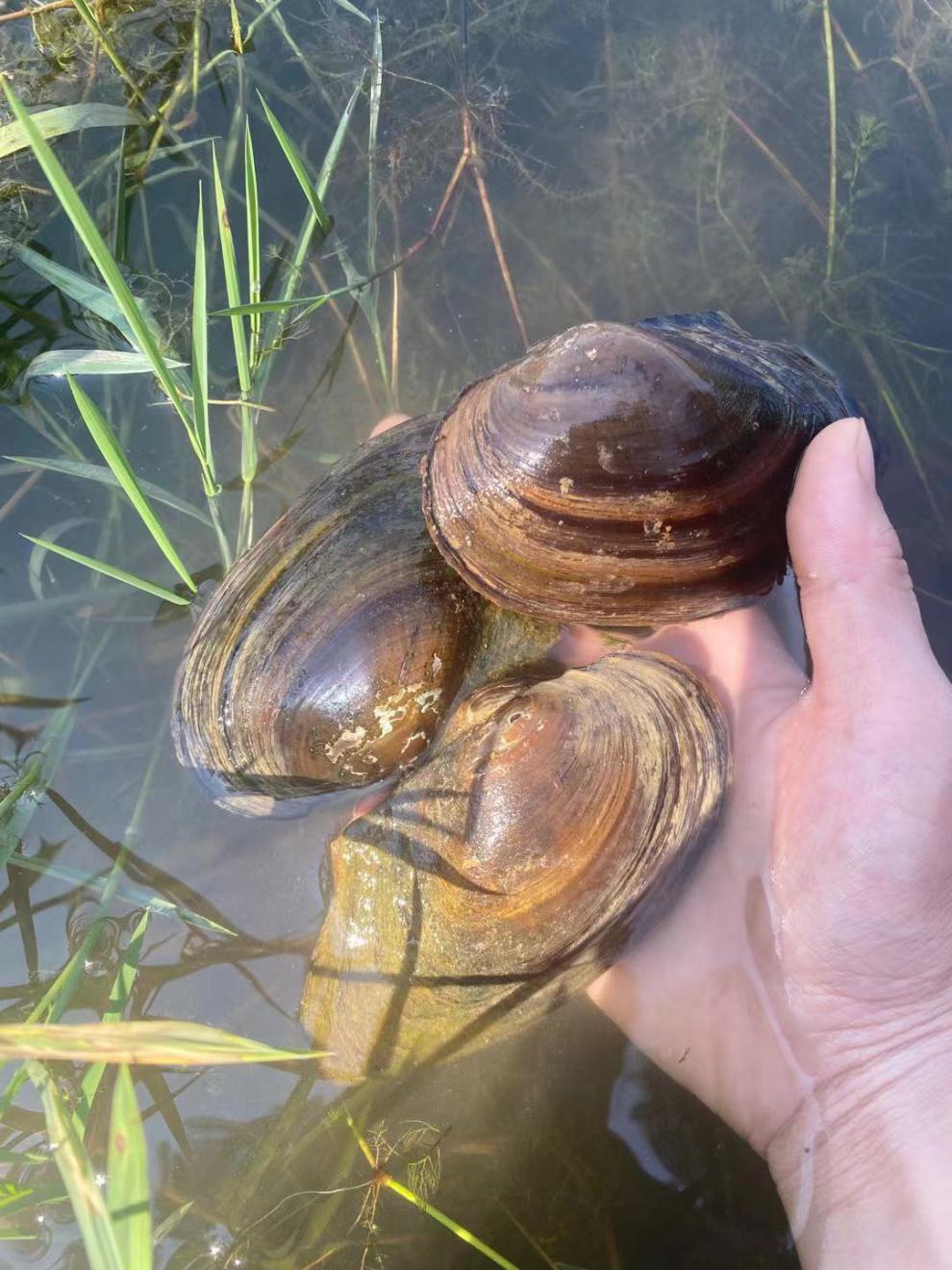 超大活體河蚌貝殼水族可觀賞食用鰟鮍繁殖淡水河蚌苗魚缸淨化水質10