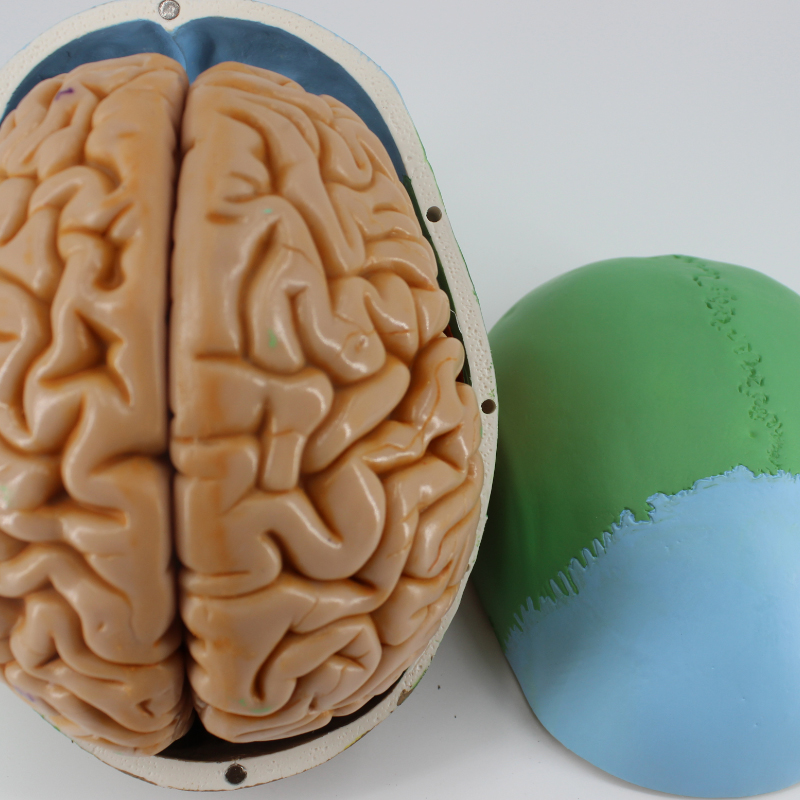 头颅骨头骨教学仿真颅骨模型骷髅头模型功能分区彩色头颅着色头骨 a款