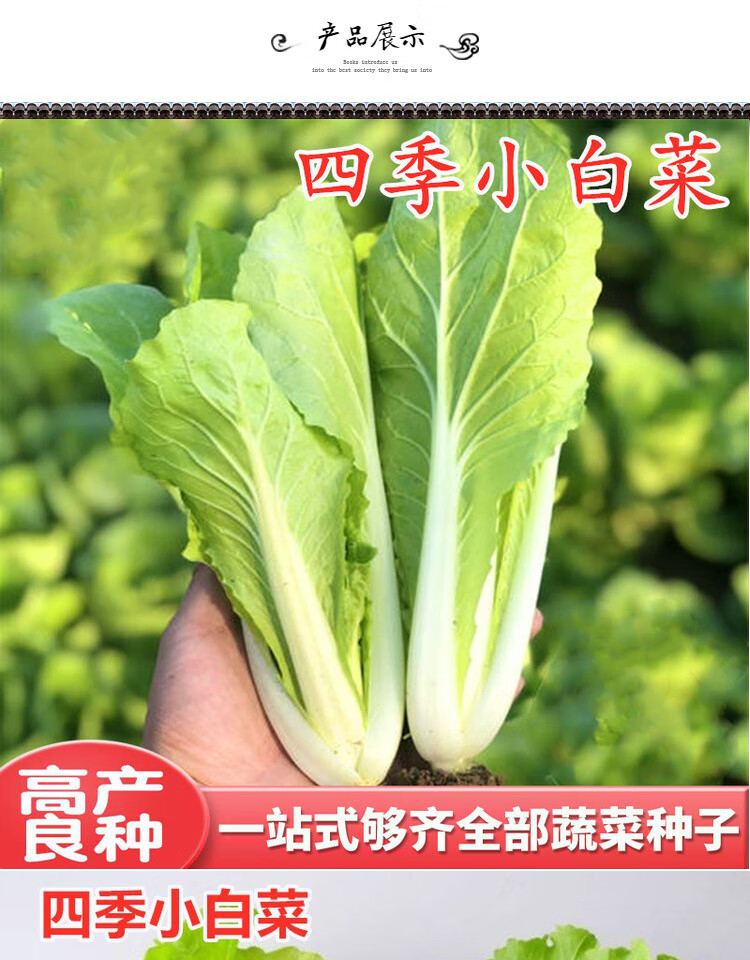 10044194162007商品名称:小白菜种子四季白帮白菜种籽青菜蔬菜四季