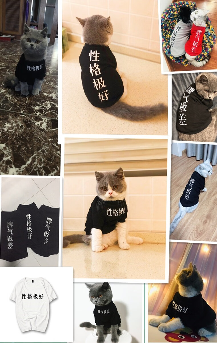 原创潮牌猫咪衣服狗狗春夏子宠物装纯棉猫衣服短袖汉字脾气极差 家长