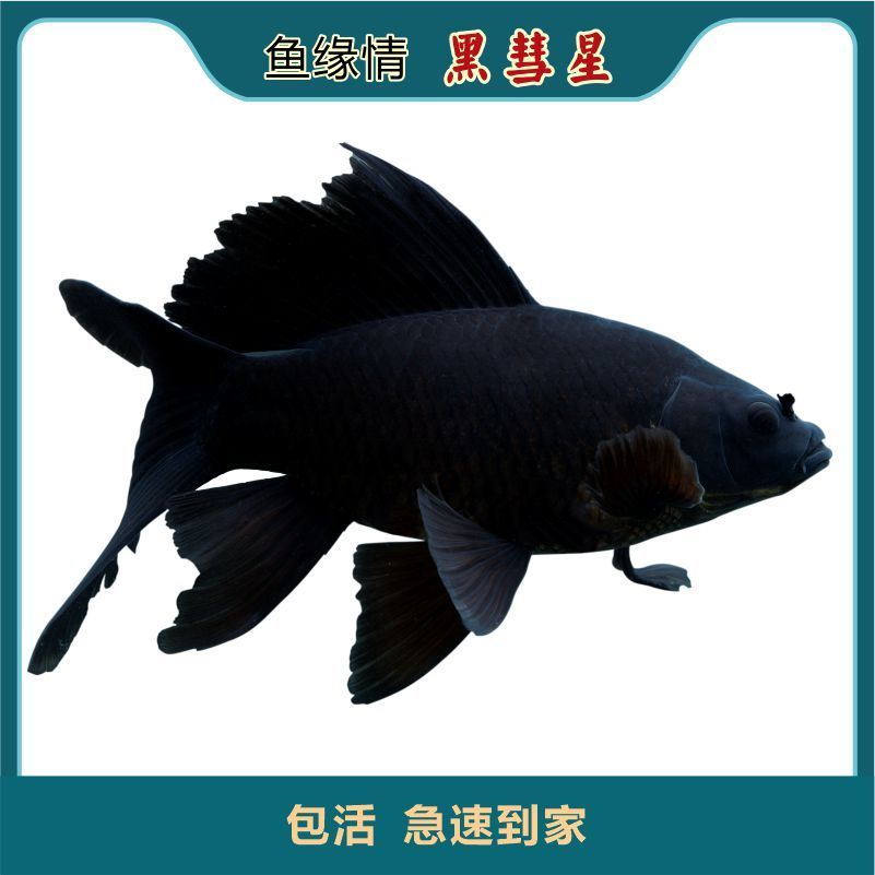 黑彗星黑草金黑锦鲤锦鲫冷水观赏鱼黑金龙凤锦鲤长短尾好养1517公分三