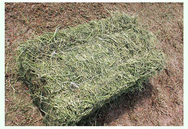 斯柏克紫花苜蓿打包晒干草料牛羊马饲料干鲜原粮一吨