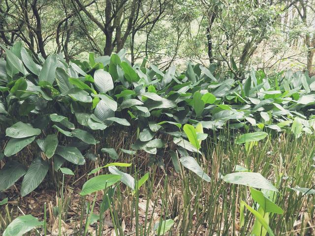 新鲜粽叶野生芦苇叶海南粽子叶野生大粽叶新鲜柊叶现摘一把50张左右