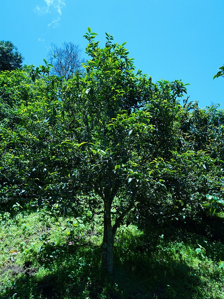 古寨春 【周年庆典】2021年春茶 好茶 整件囤 神山圣水4提7140g 1785g