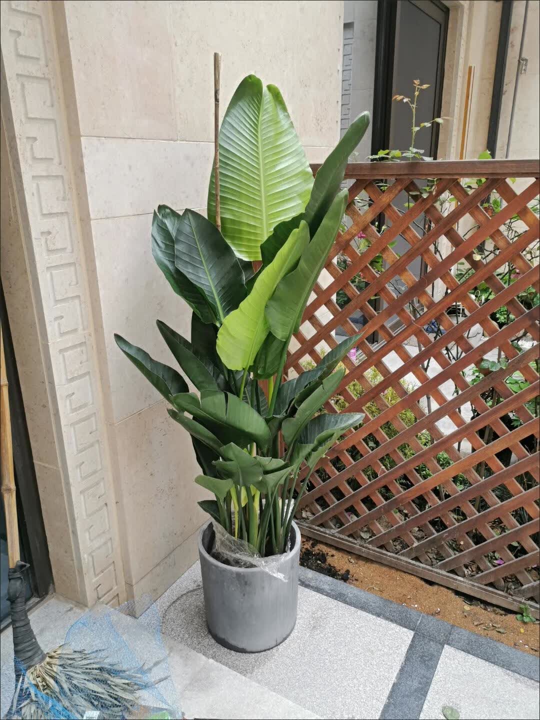 卡庭森网红天堂鸟鹤望兰尼古拉大型花卉绿植盆栽客厅净化空气广州基地