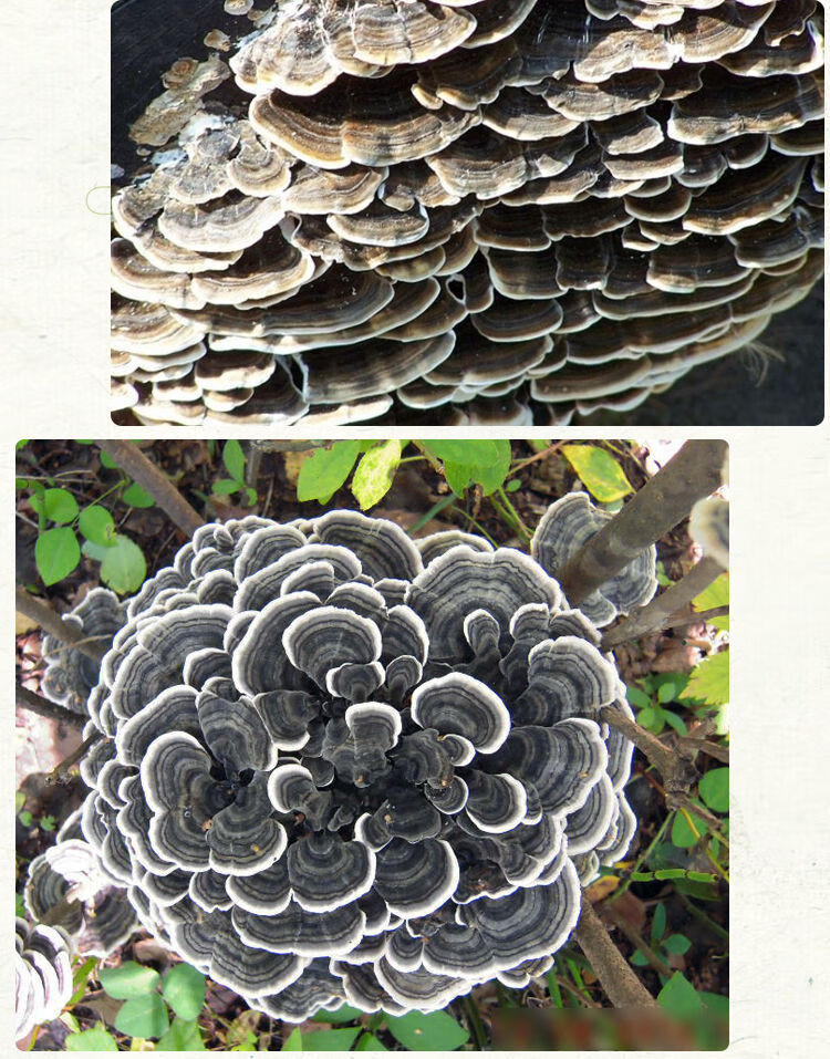 东北长白山野生云芝蘑整枝云芝特产云芝菌青芝新货野生云灵芝 云芝